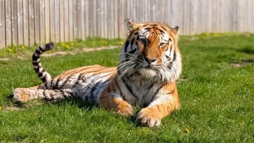 Instagram/@yorkshirewildlifepark