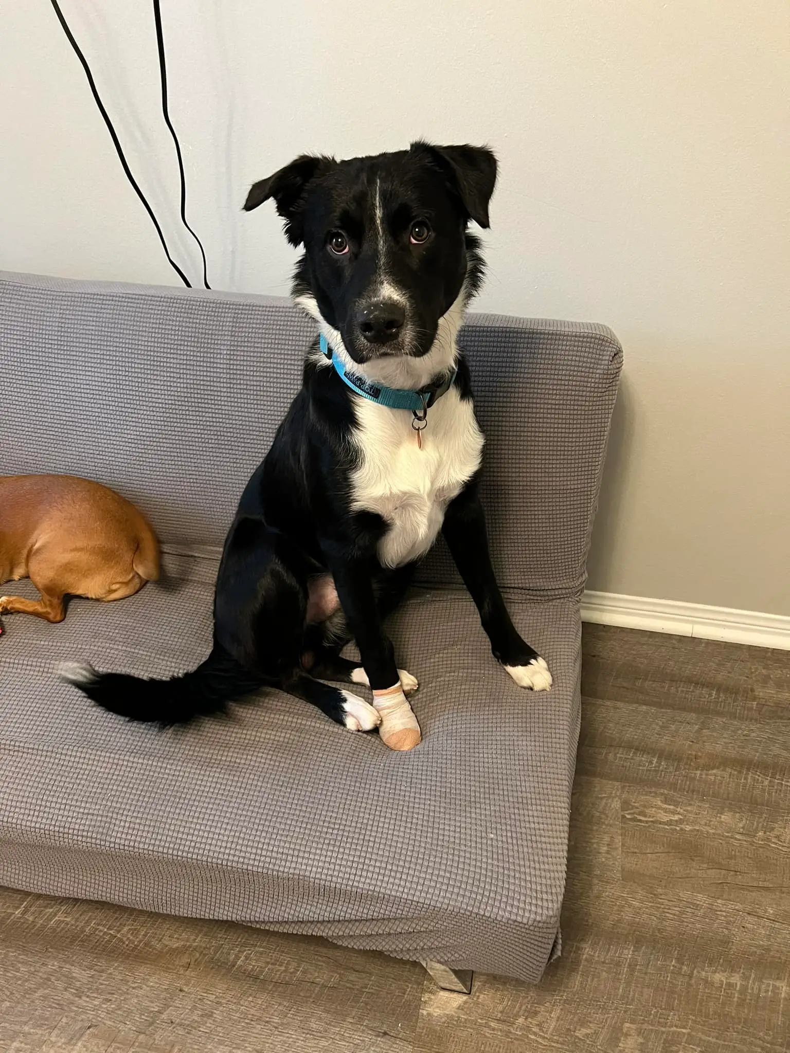 One-year-old Axel has been hailed a hero.