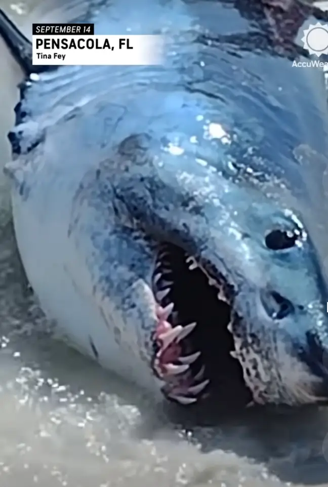 The video left some viewers terrified.