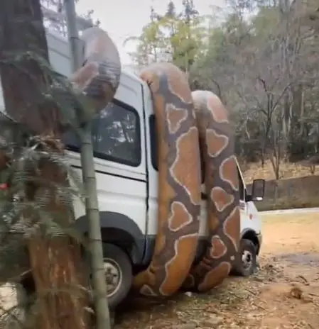 Giant snake wrapped around van (@thegemsfamily/TikTok)