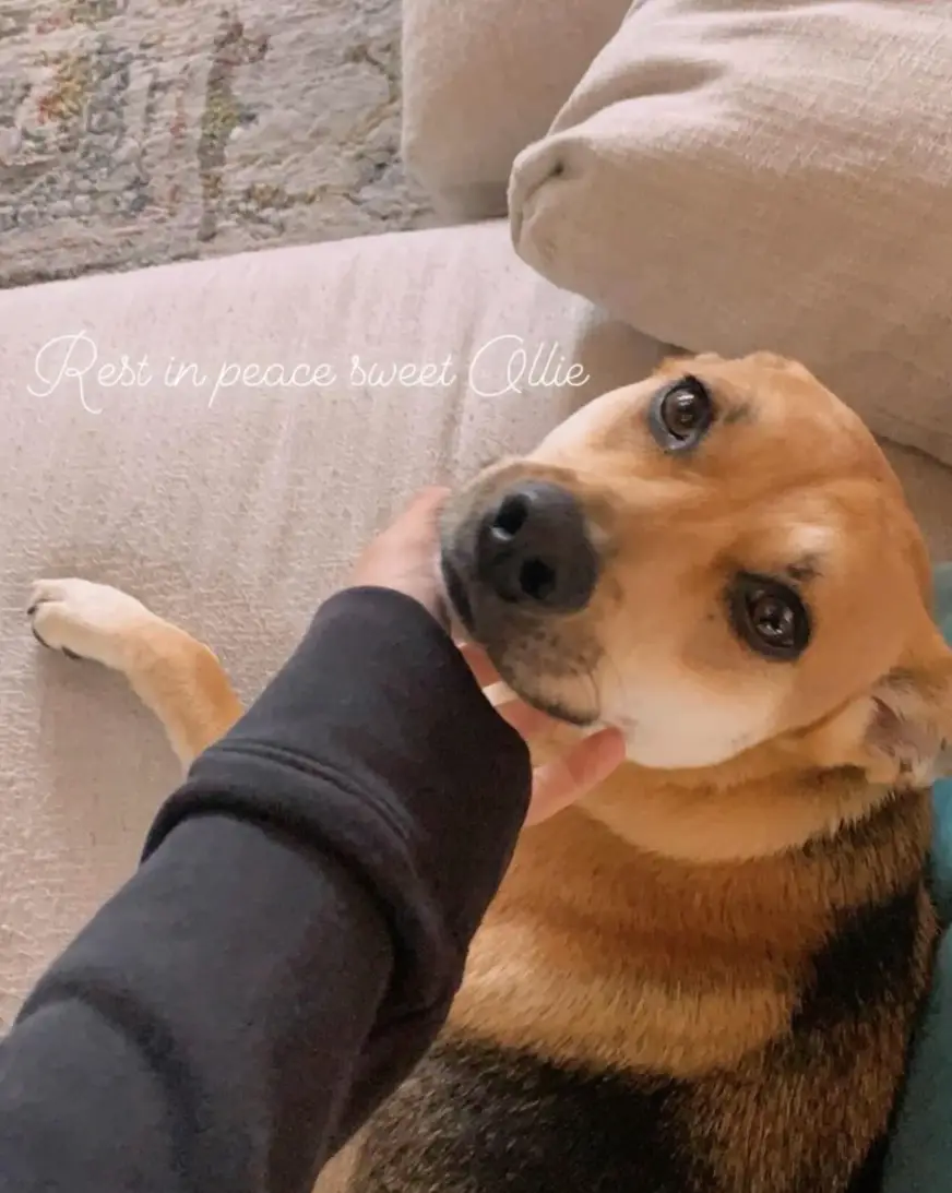 The actor said the driver shot her dog Ollie.