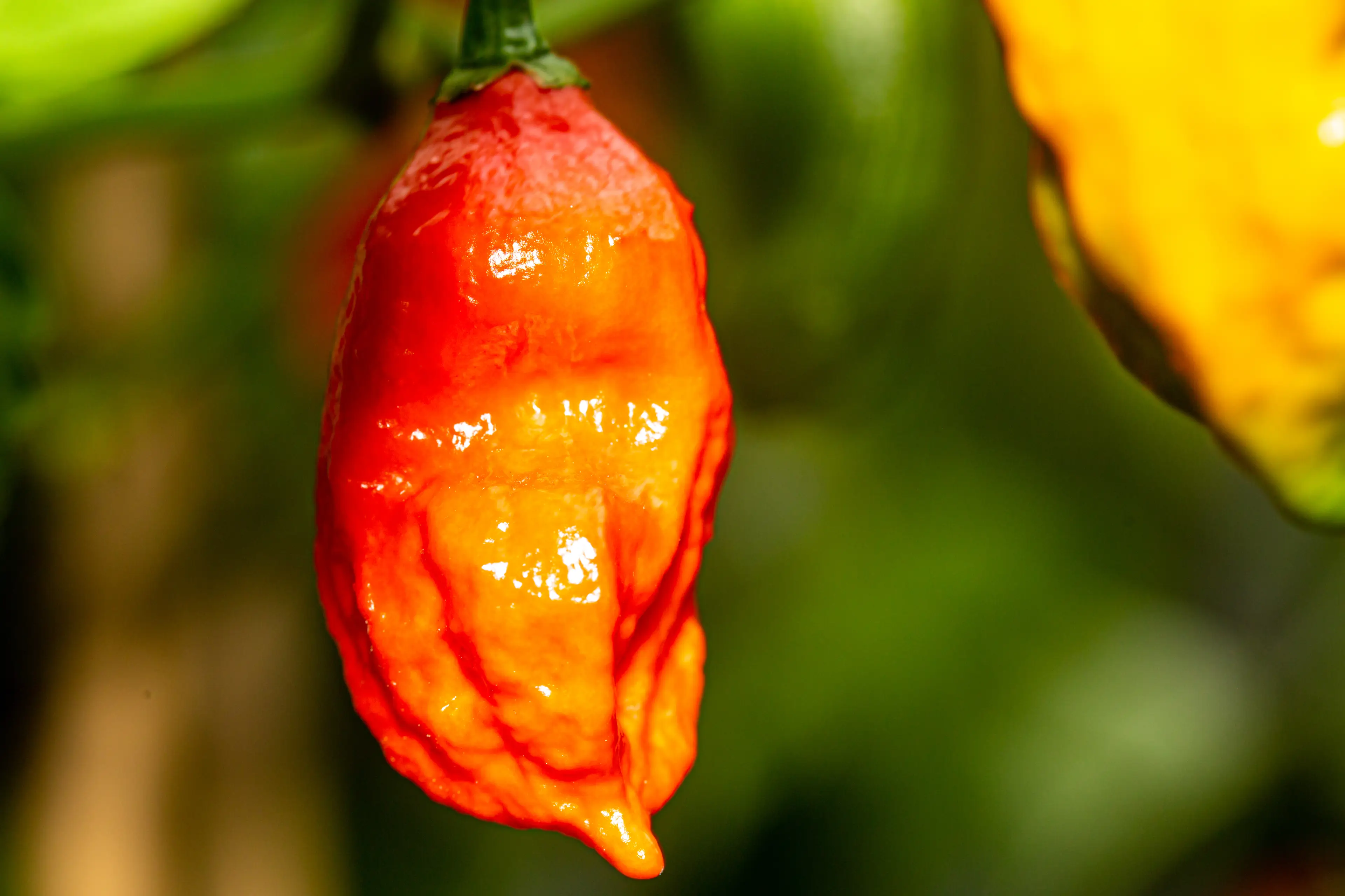 Ghost Peppers are one of the hottest chillies in the world. (Photo by Katkami / Getty)
