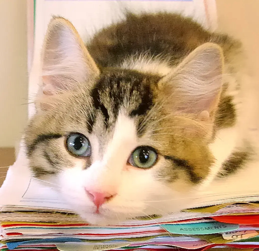 Oscar died after a short illness. (Facebook/Oscarthecat)