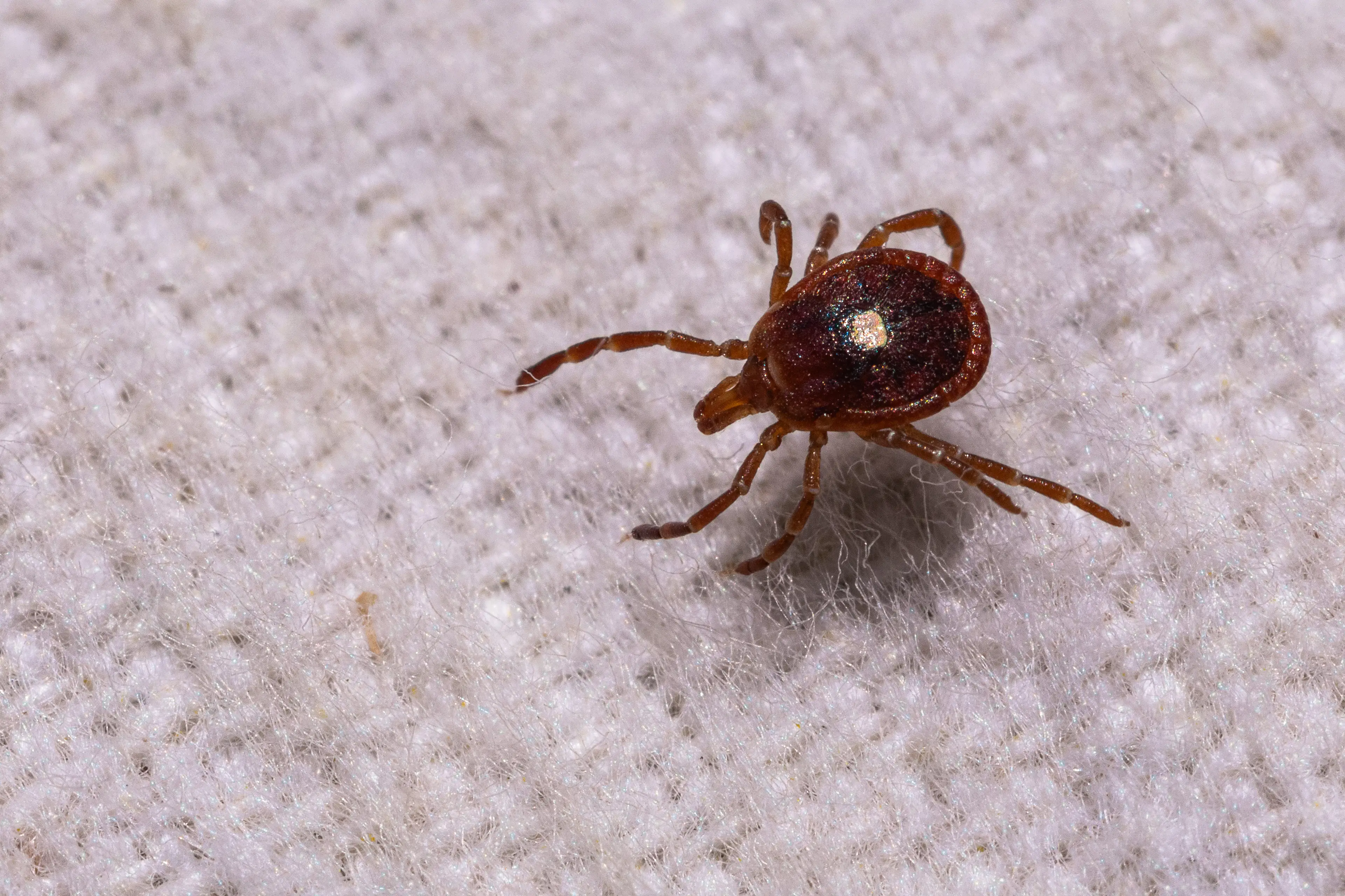 Bill ended up being diagnosed with tick-borne encephalitis (Getty Stock)