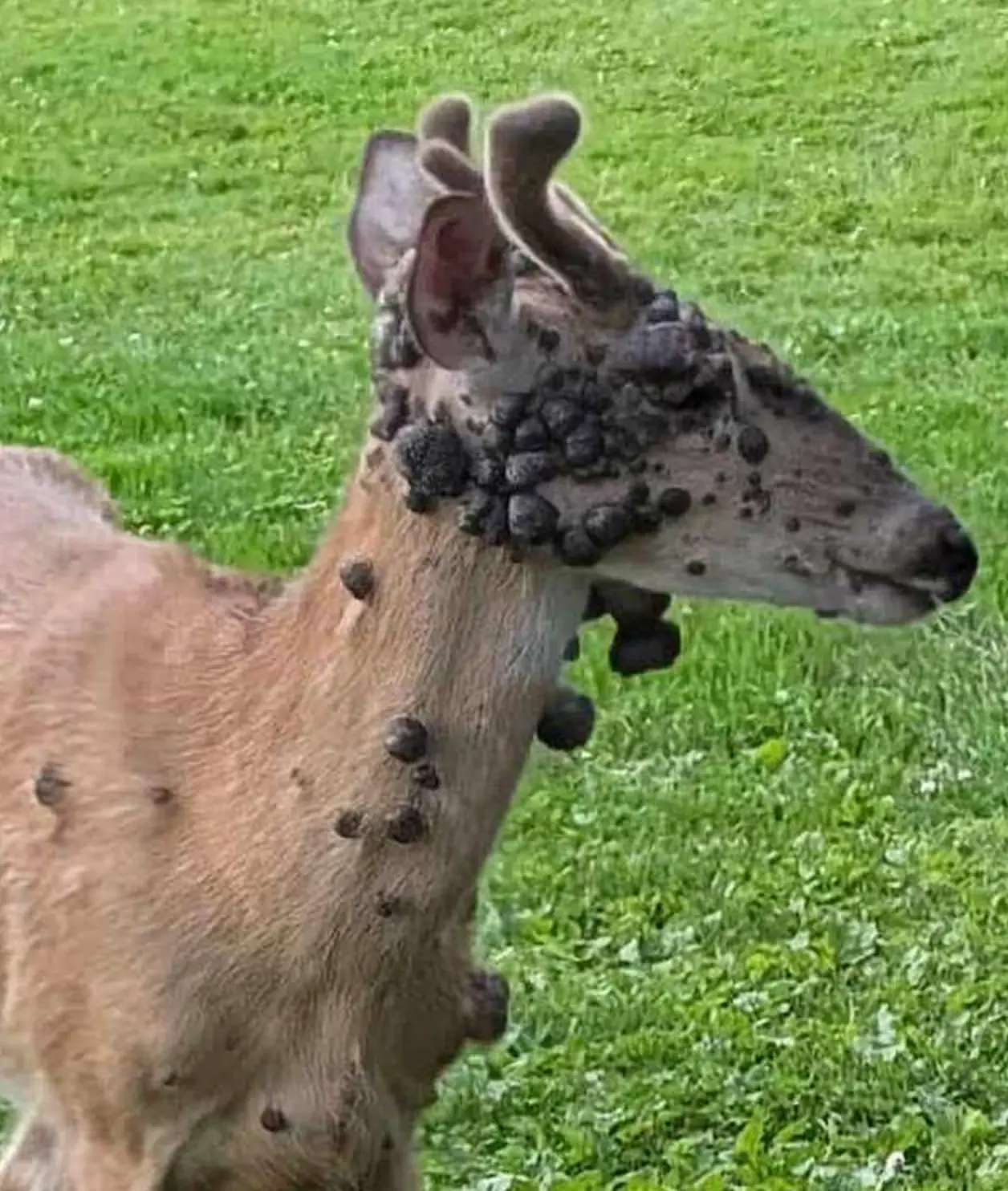 The 'flesh bubbles' are a result of a virus (Reddit)