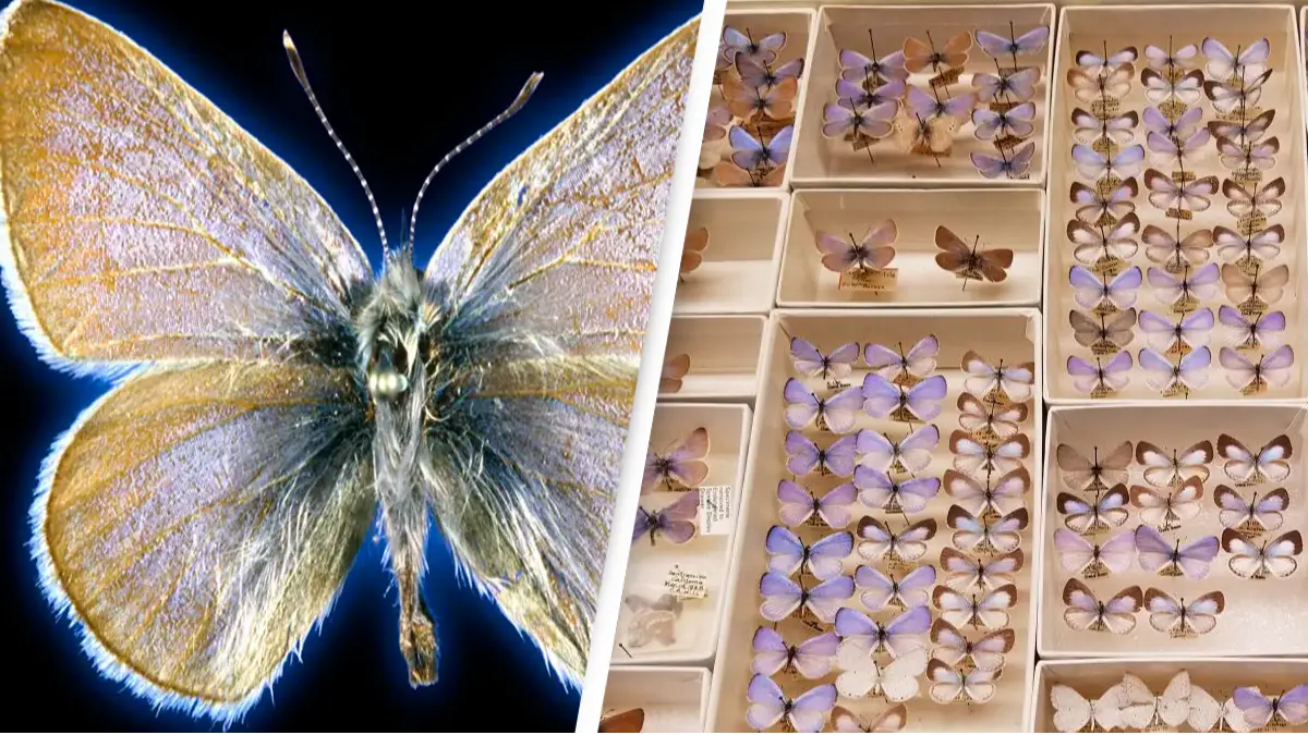93-year-old butterfly is the first US insect which humans caused to become extinct