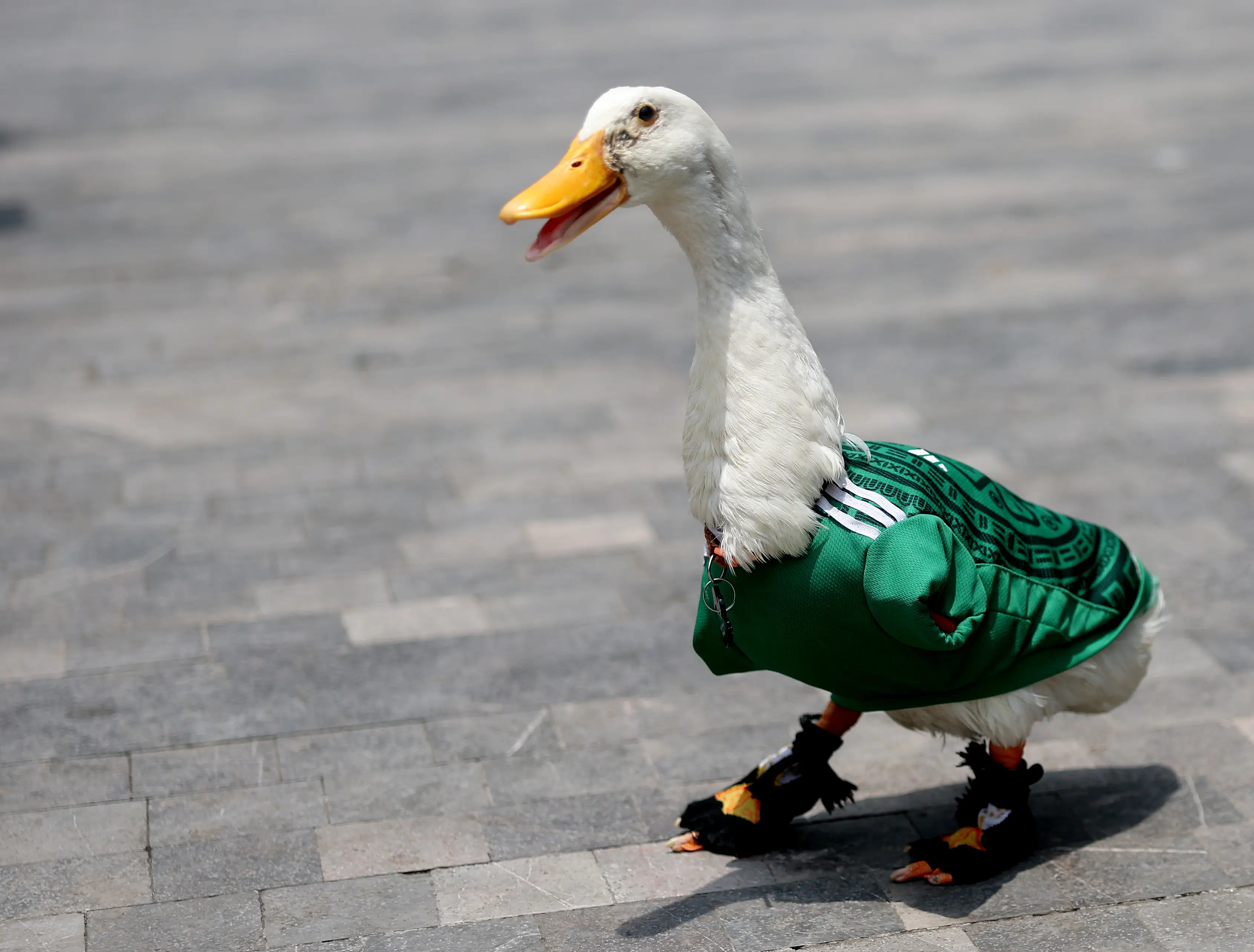 Merlin the duck has swiftly captured the hearts of fans around the world (Carl Recine/Getty Images)