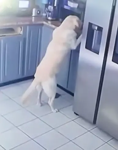 The dog is seen in the video pawing things on top of the kitchen surface, before flames engulf the house (Fox Baltimore)