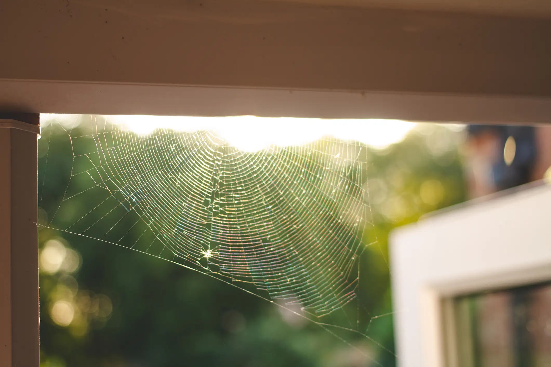 Spiders are our friends really (Getty stock photo)