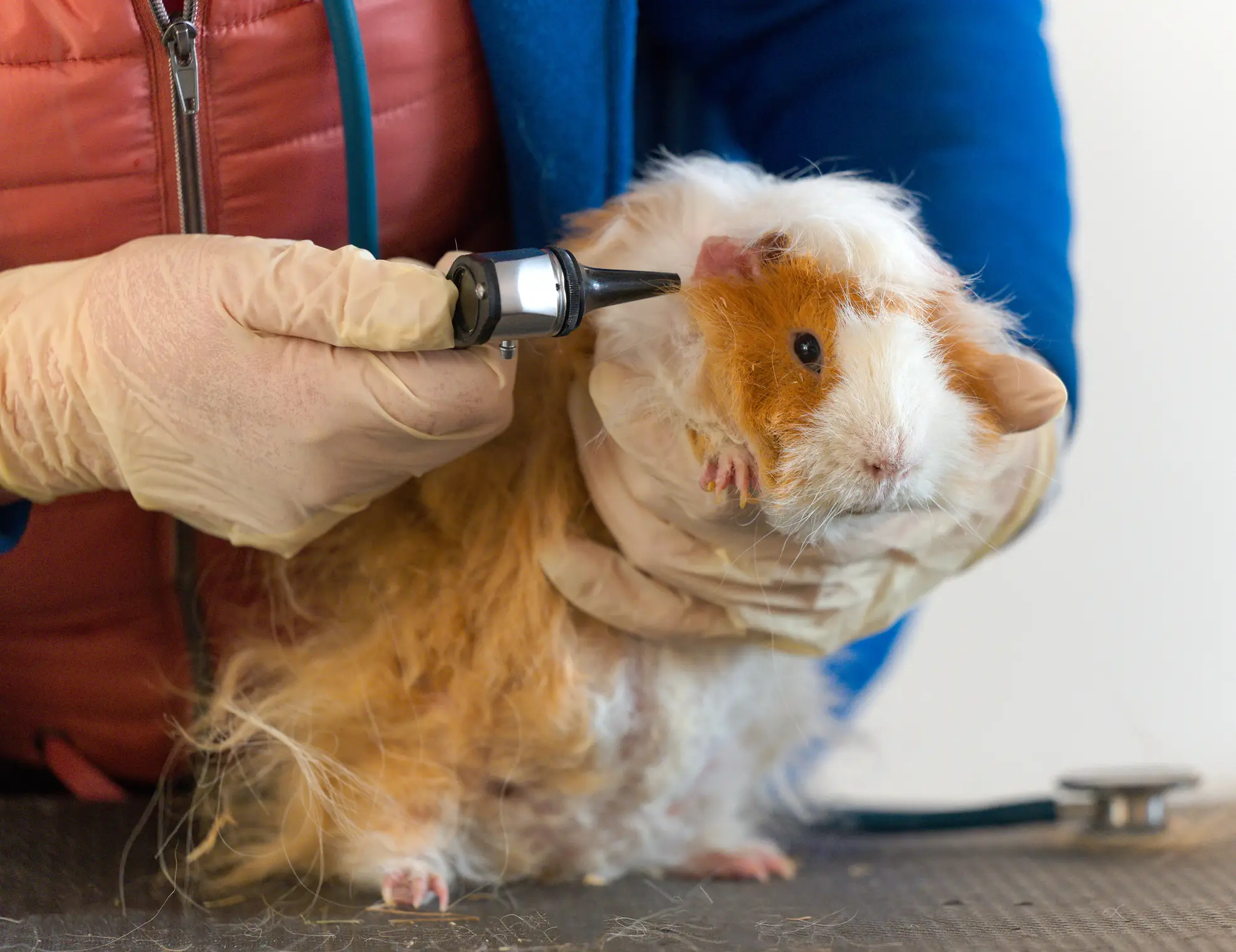 The guinea pigs were examined after having listened to the track on repeat for four hours (Getty Stock Image)