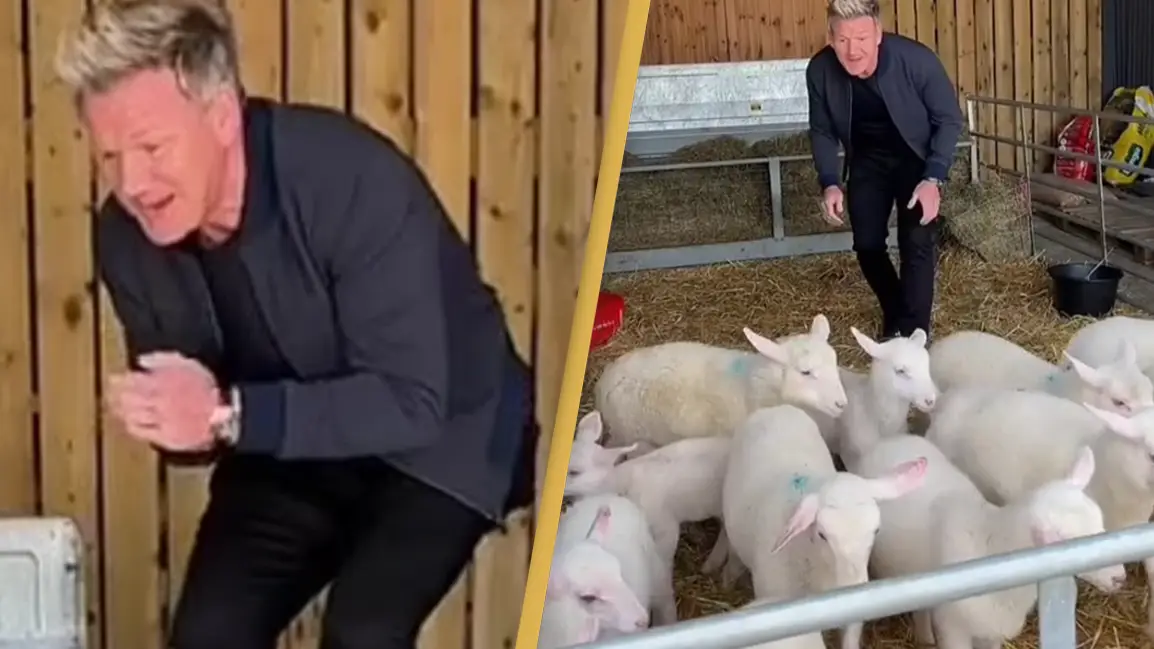 Gordon Ramsay Sparks Outrage After Selecting Lamb To Slaughter In New Video