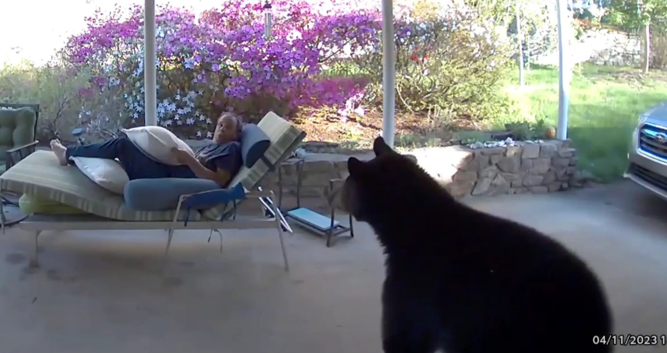 Both he and the bear appeared to be startled after spotting each other.