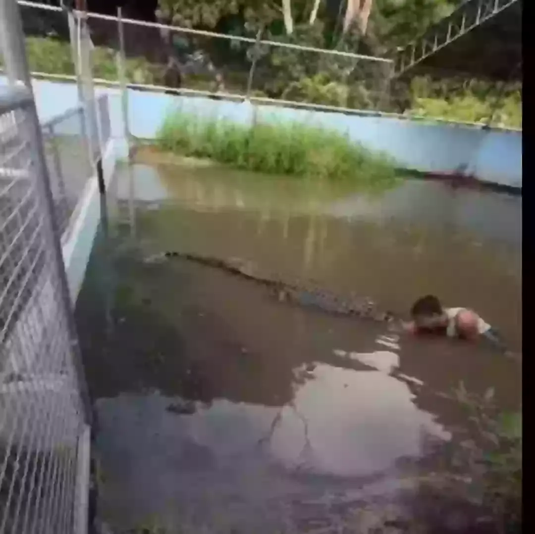 The croc tried to death roll the tourist (ViralPress)