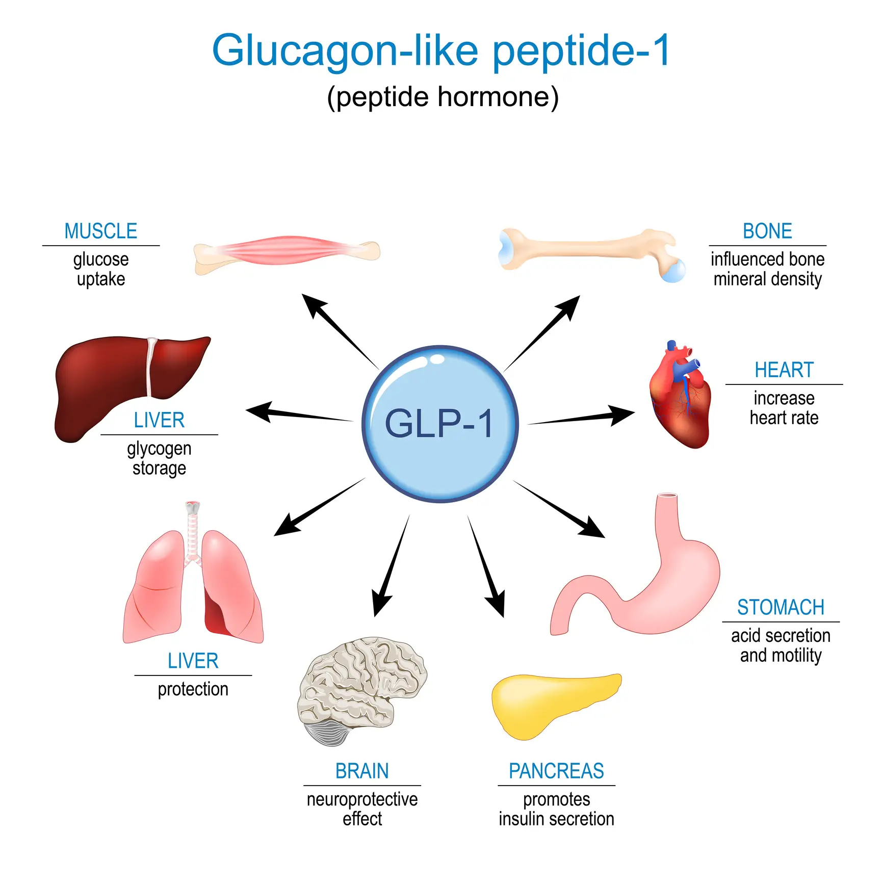 A diagram demonstrating how GLP-1 functions (Getty Stock Image)