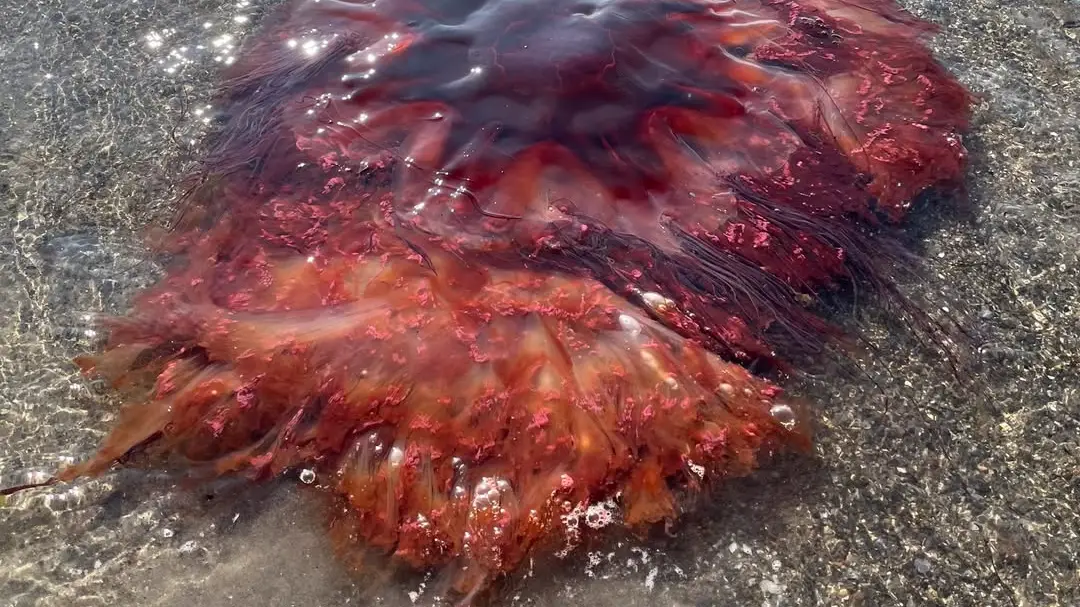 Officials issue warning as huge toxic jellyfish washes up at tourist hotspot