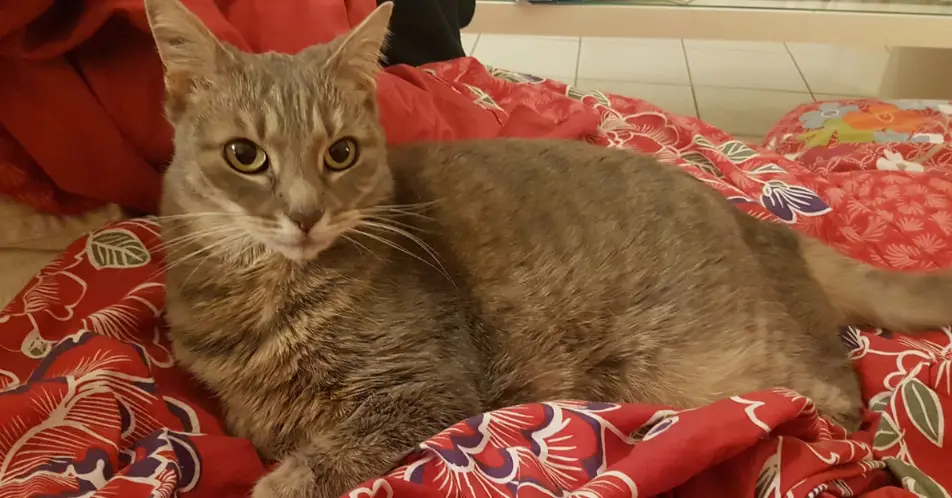 Here's the star of the video game!