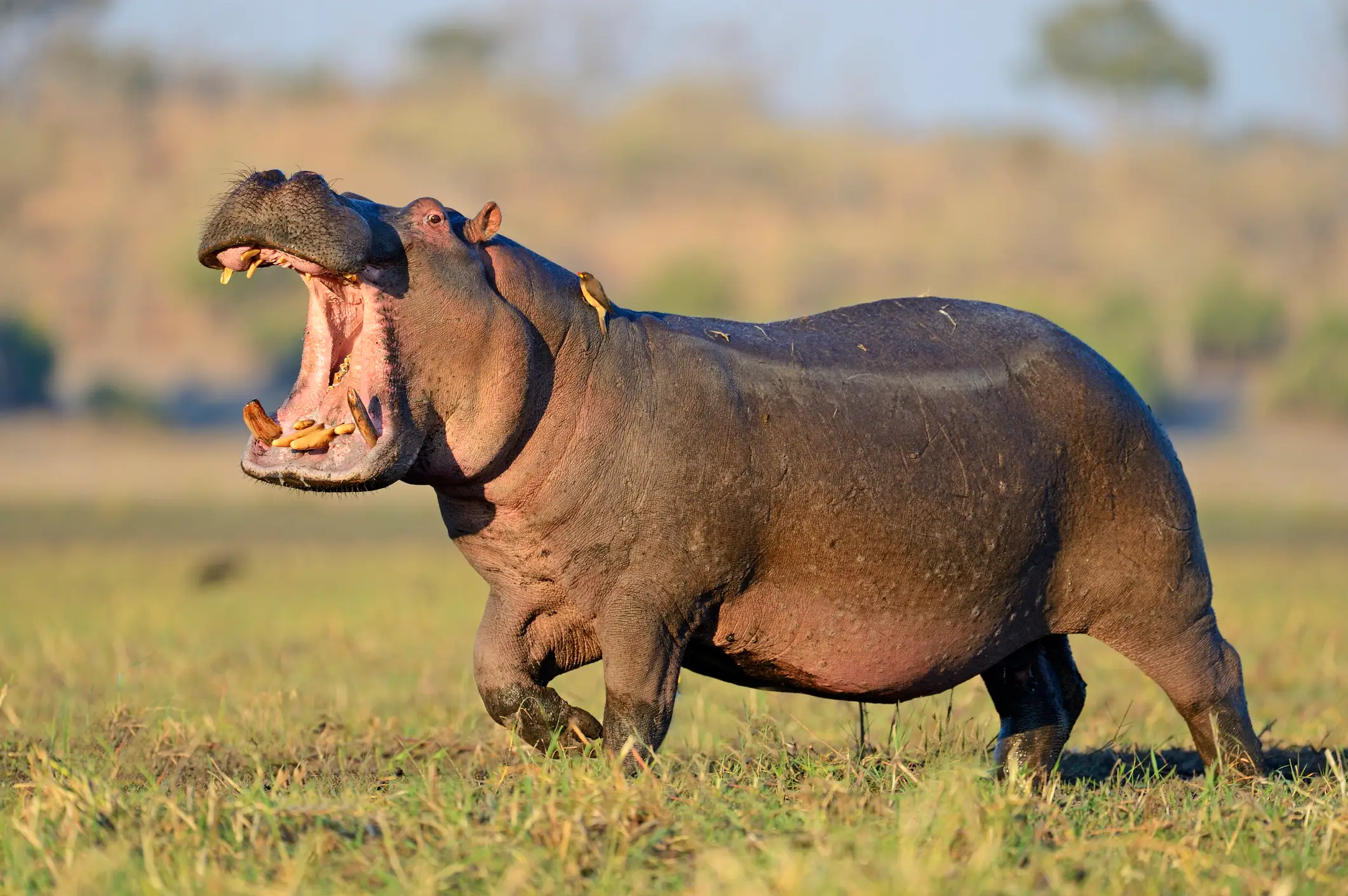 Hippos are considered among the most deadly animals in the world (Getty Images)