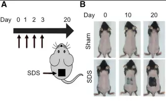The research shows the hair grew back in the mice (Cell Metabolism)
