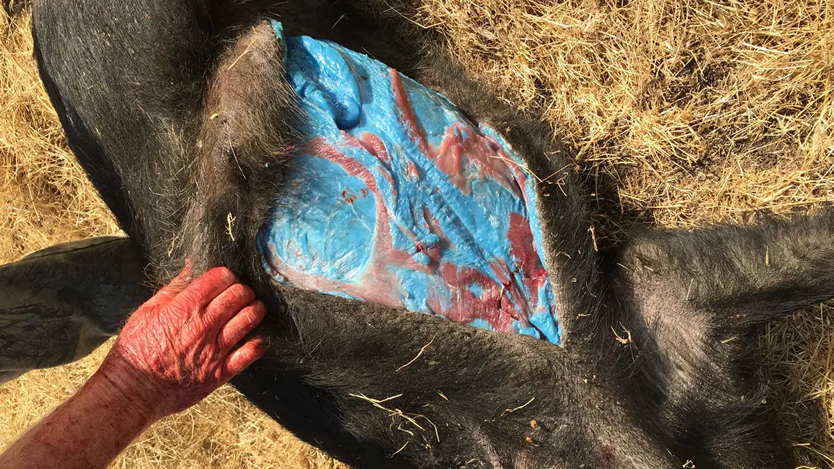 Reports of pigs with blue flesh date back to 2015 (GlendilTEK/Imgur)