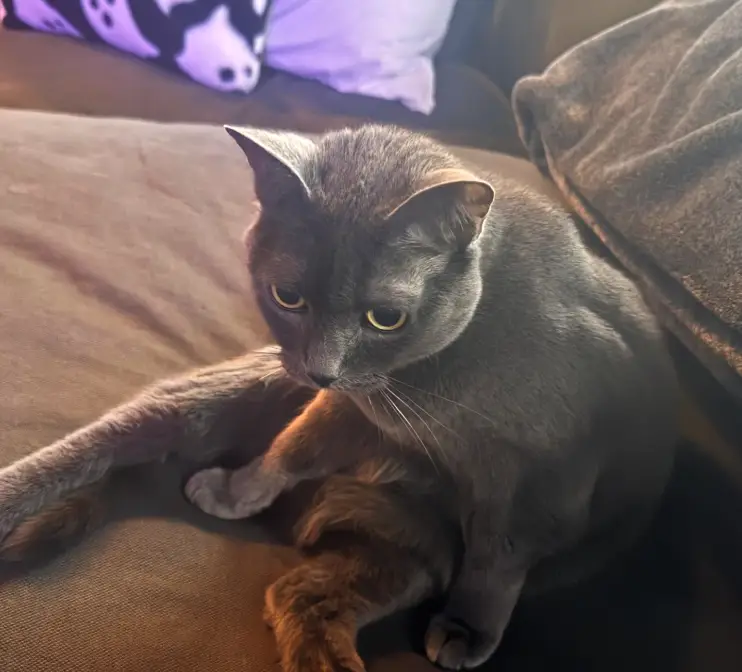 The DJ joked even his car is 'disappointed in' him (Instagram/ @deadmau5)