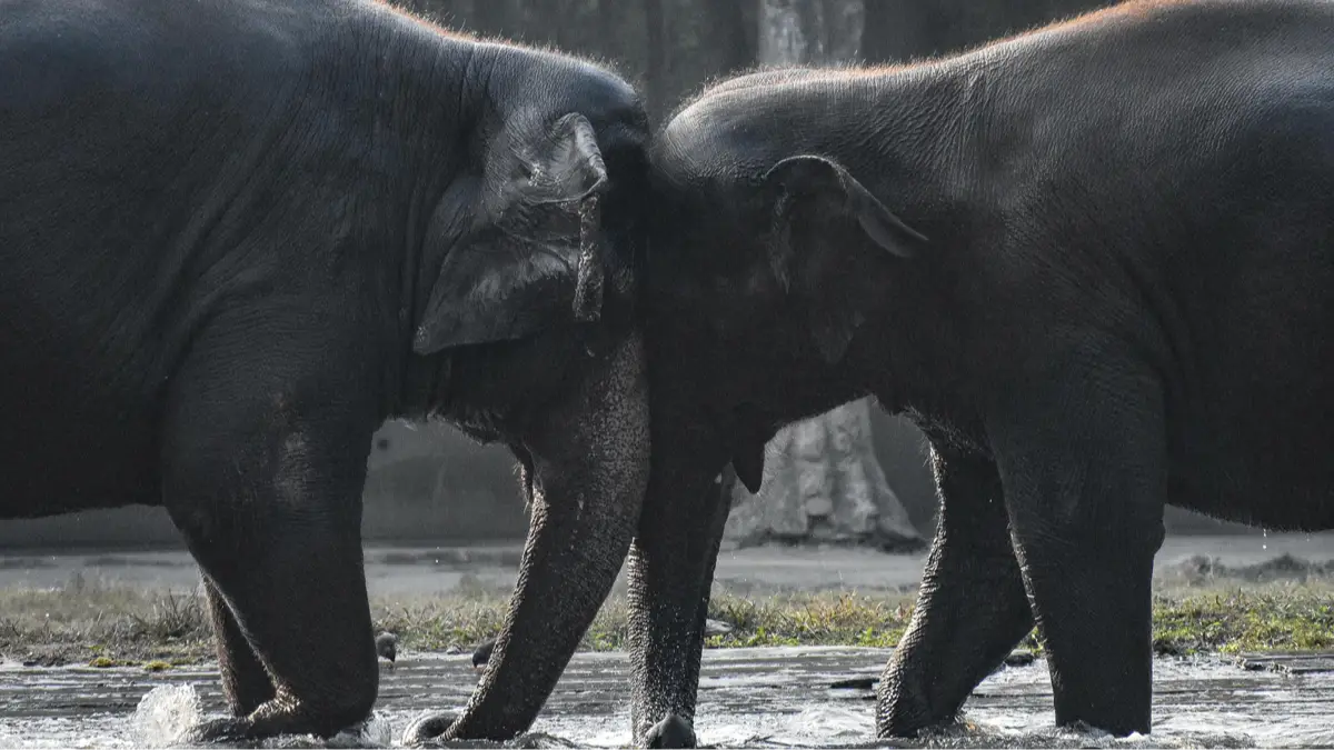 Getty Images/NurPhoto