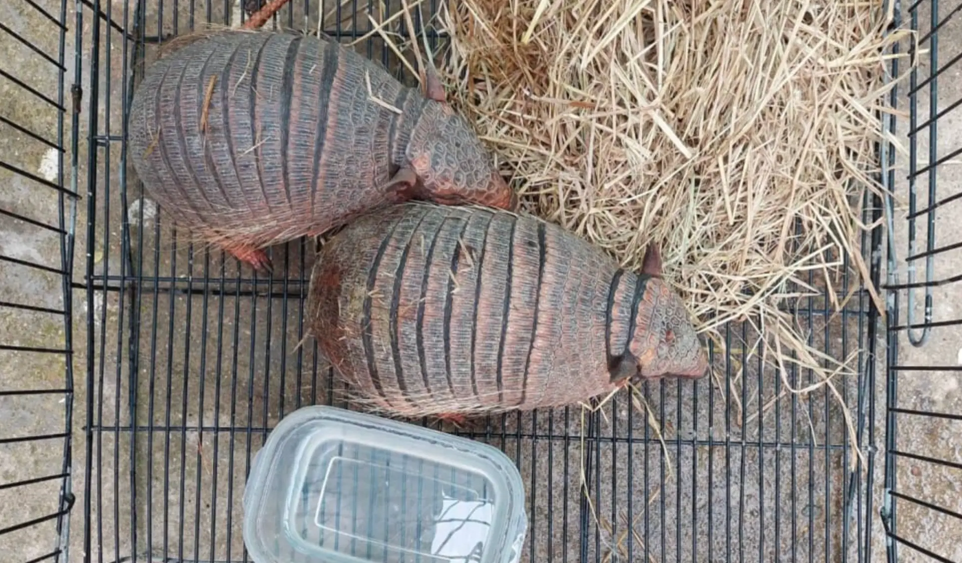 Two women have been arrested at a Bangkok airport after 109 live animals were found in their luggage.