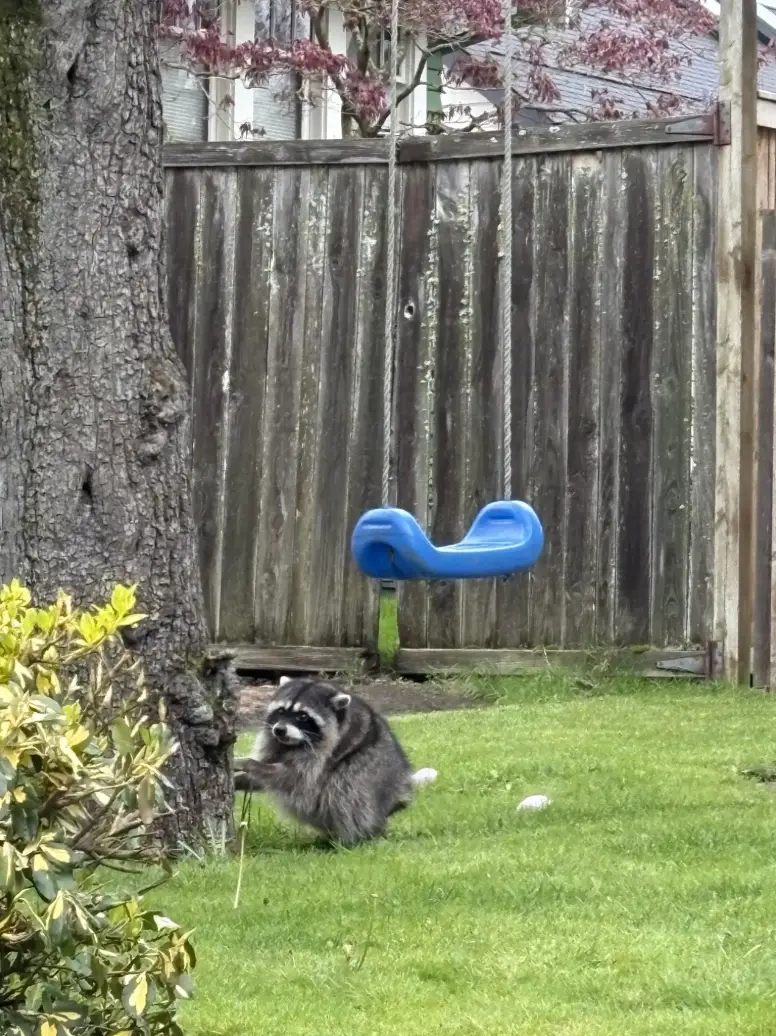 Jimothy the mutant racoon has gone viral (Reddit)