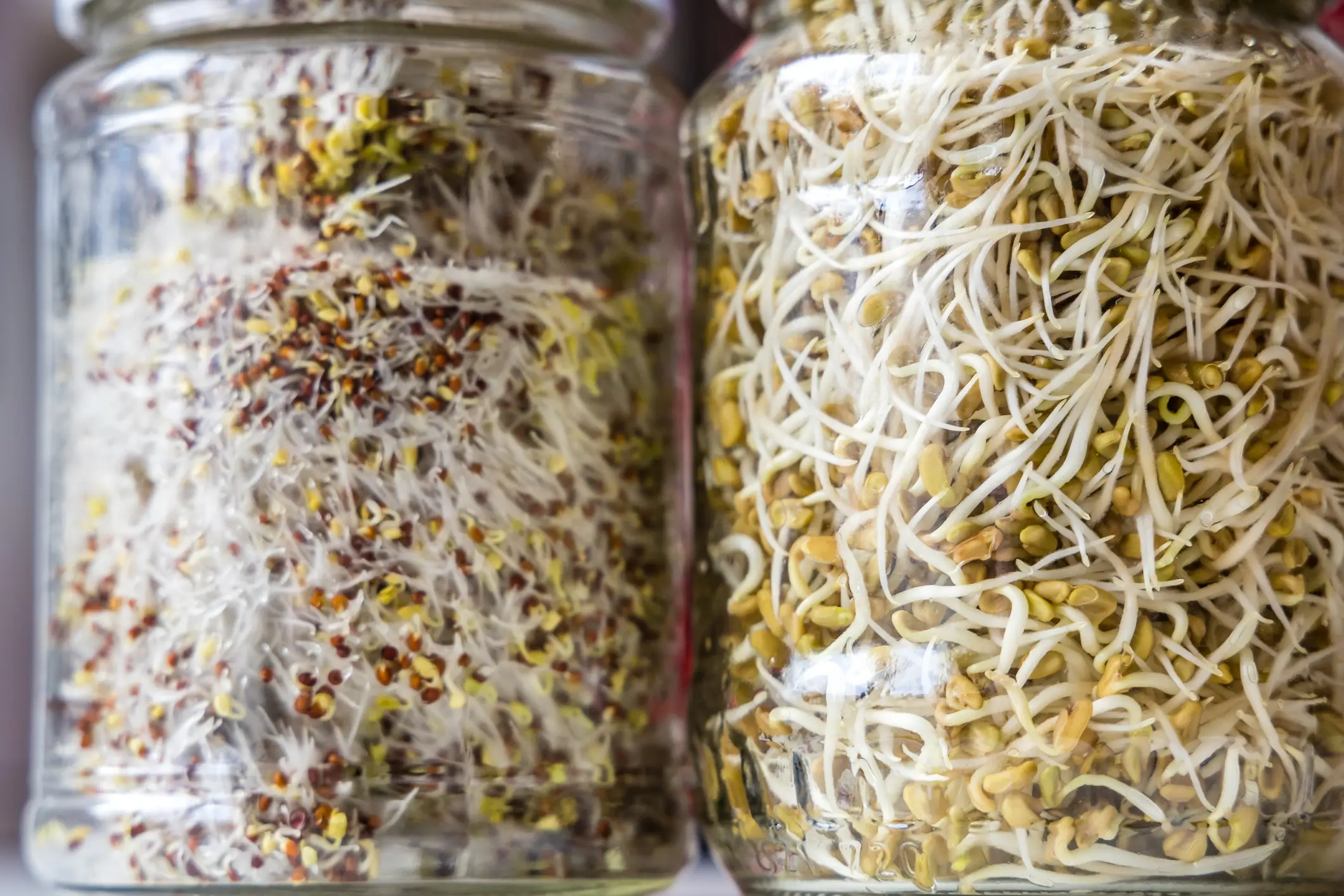 Doug Evans survived off sprouts for 30 days (Getty Stock)