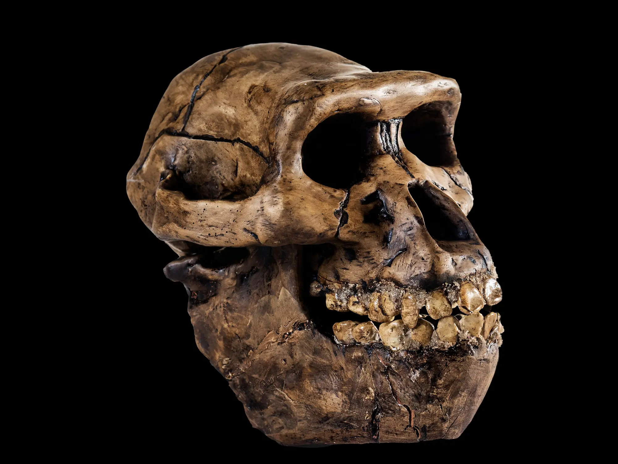 Neanderthals and modern humans are thought to have mingled earlier than originally believed. (Getty stock image)
