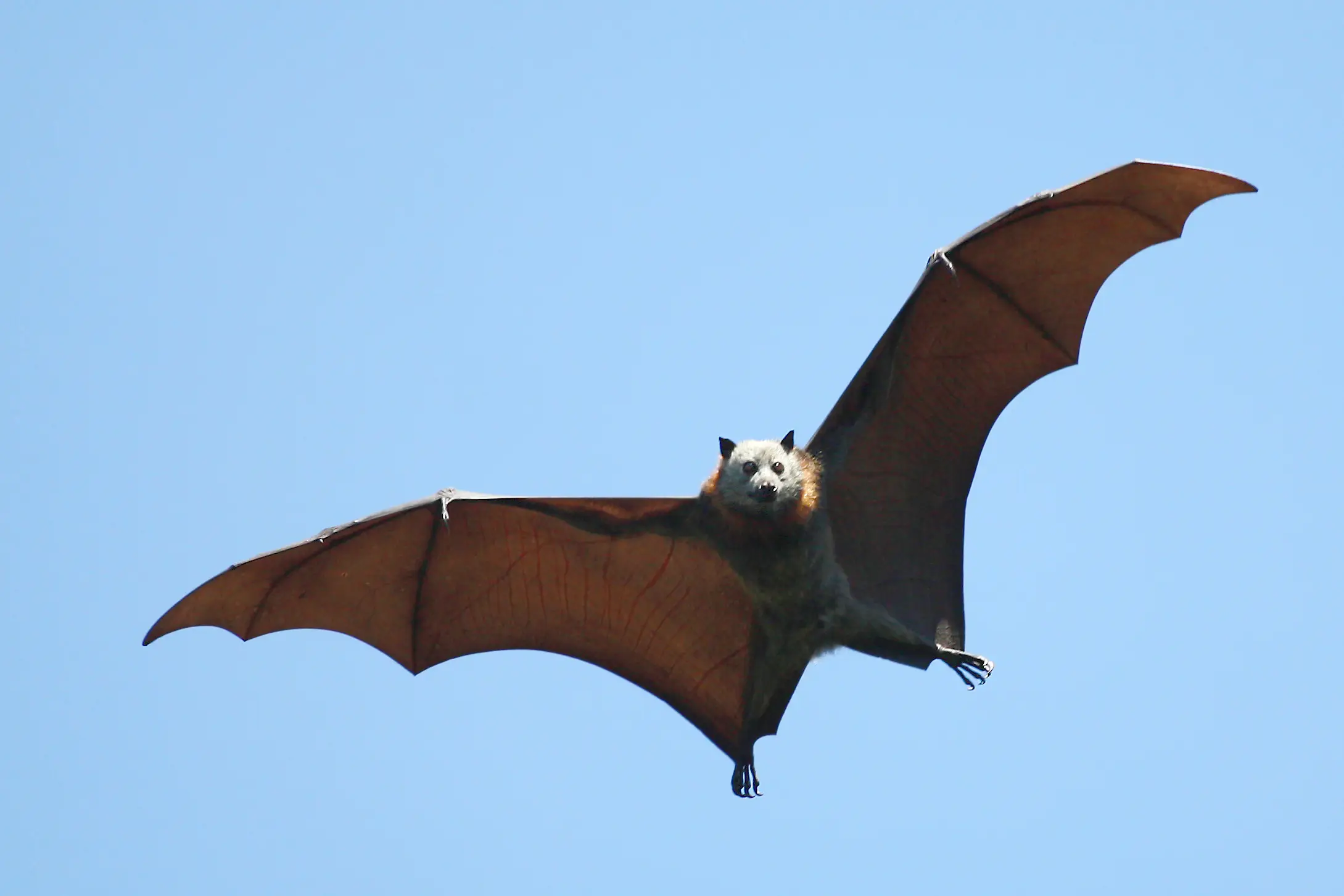 It could have spread from fruit bats (Getty Stock Image)