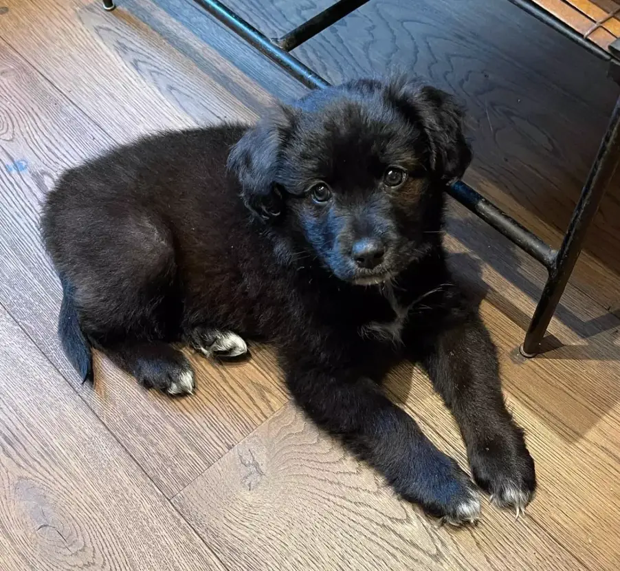 The puppy in question was reported to have been Mary (its_marys_world/Instagram)