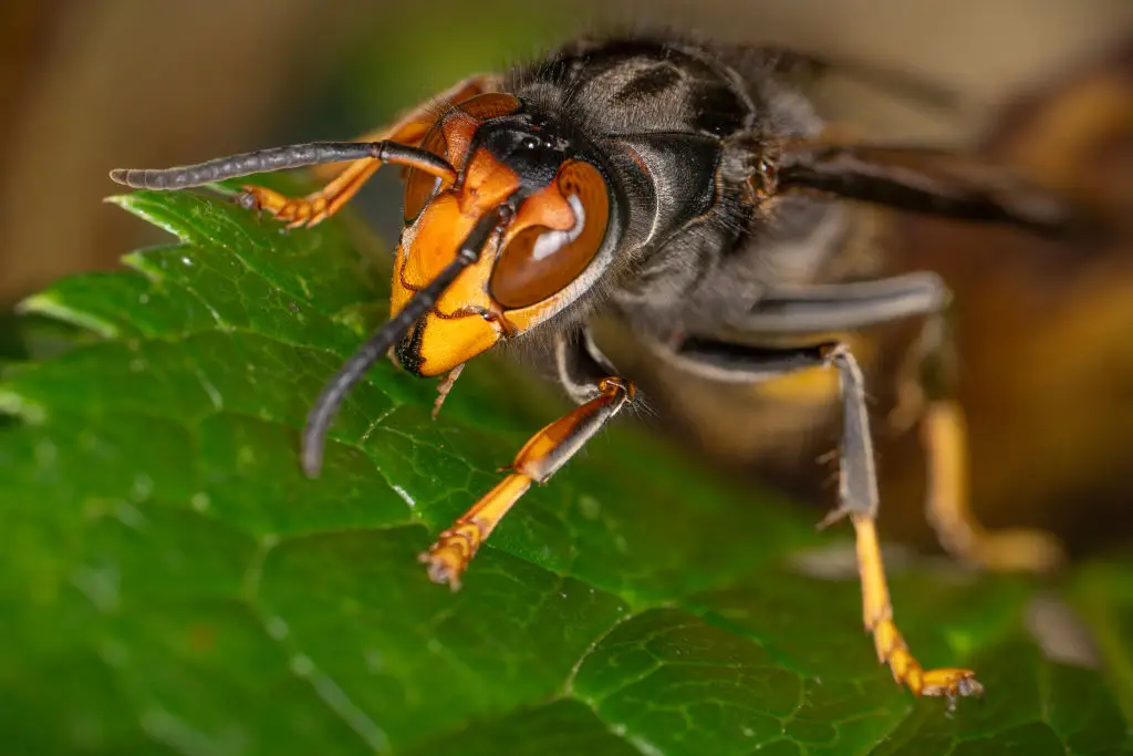 A swarm of Asian giant hornets attacked the father and son (Jonathan Raa/NurPhoto via Getty Images)