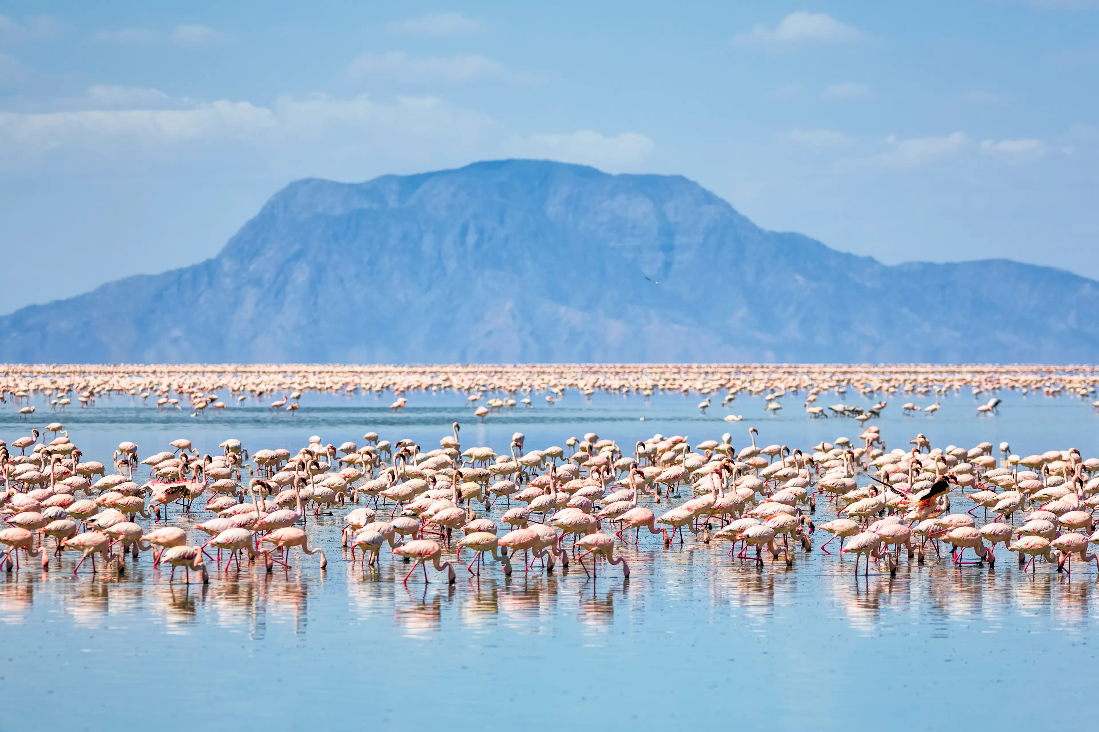 The lake is a breading ground for the endangered lesser flamingo (Getty Stock Photo)
