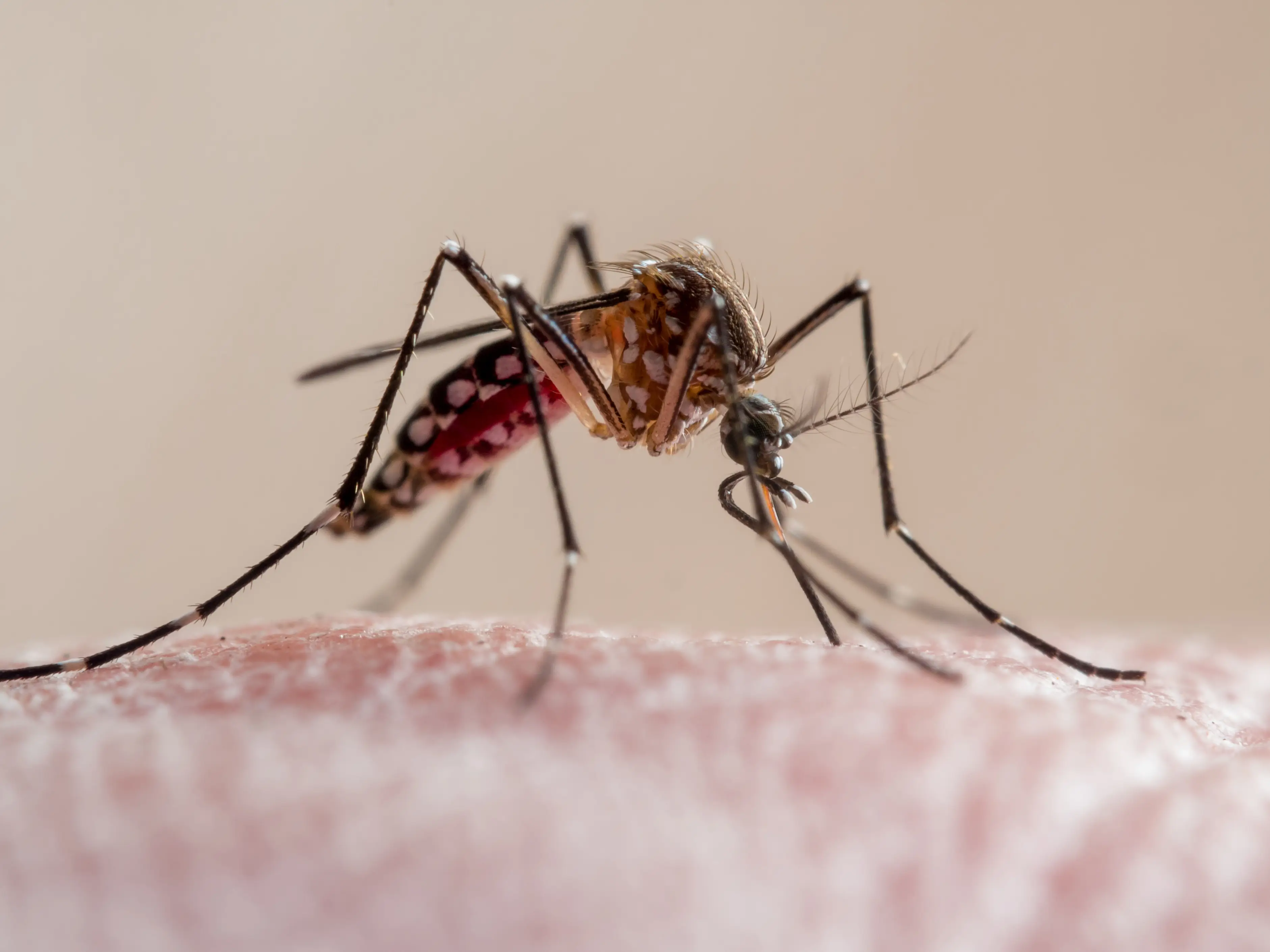 Malaria is spread by some types of mosquitoes. (Getty Stock Photo)