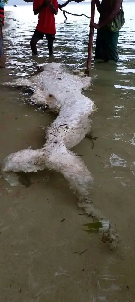 The creature does bear some resemblance to a mermaid.