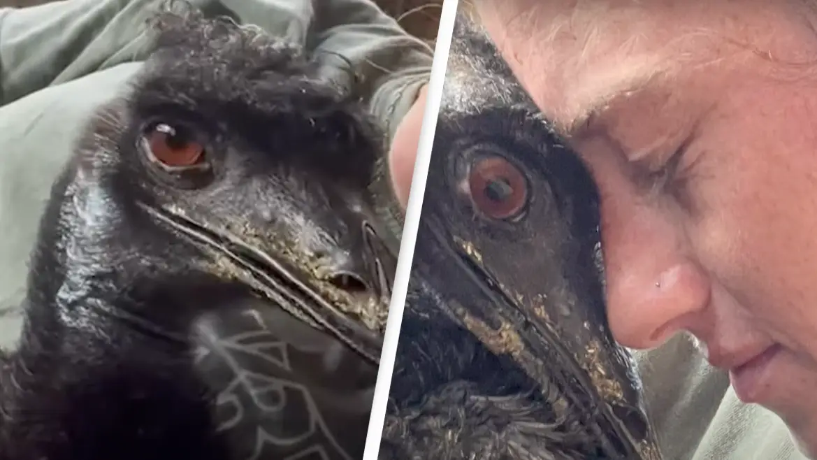 Emmanuel the Emu doesn't have bird flu after sparking panic