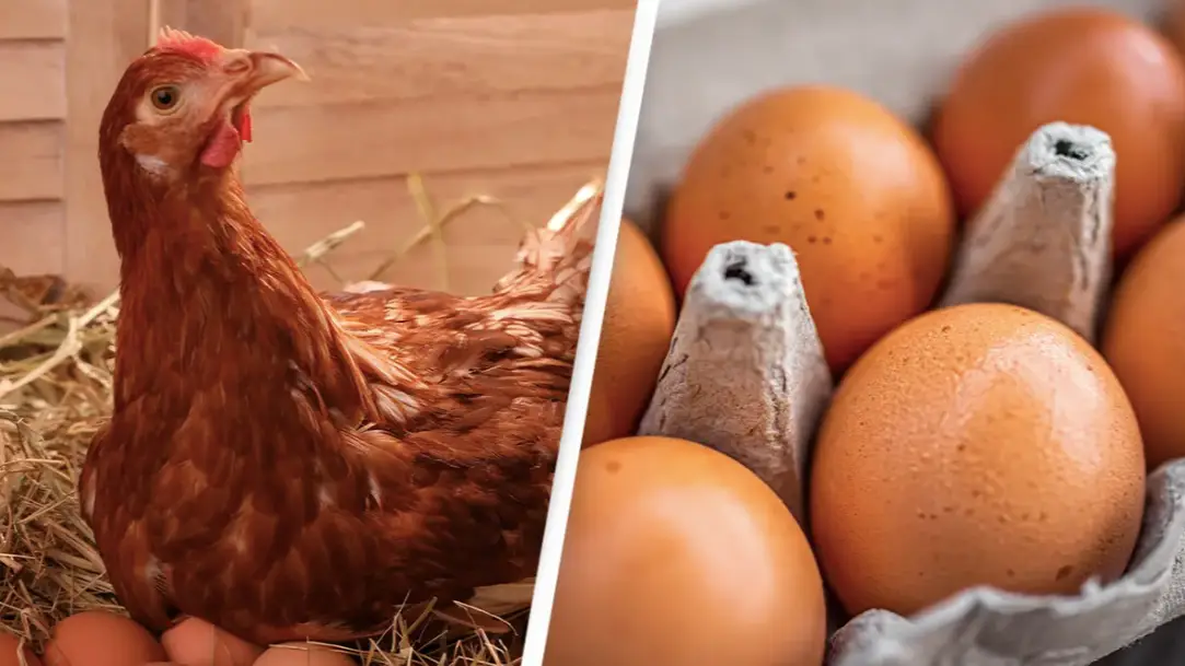 Scientists may have finally worked out whether the chicken or egg came first