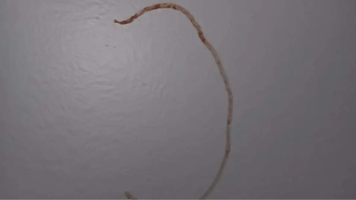 Reddit/u/Distinct-Sir-69