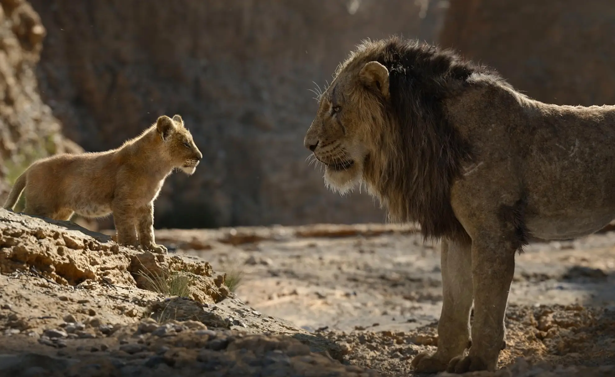 The new movie looks at Mufasa's younger years. (Disney)