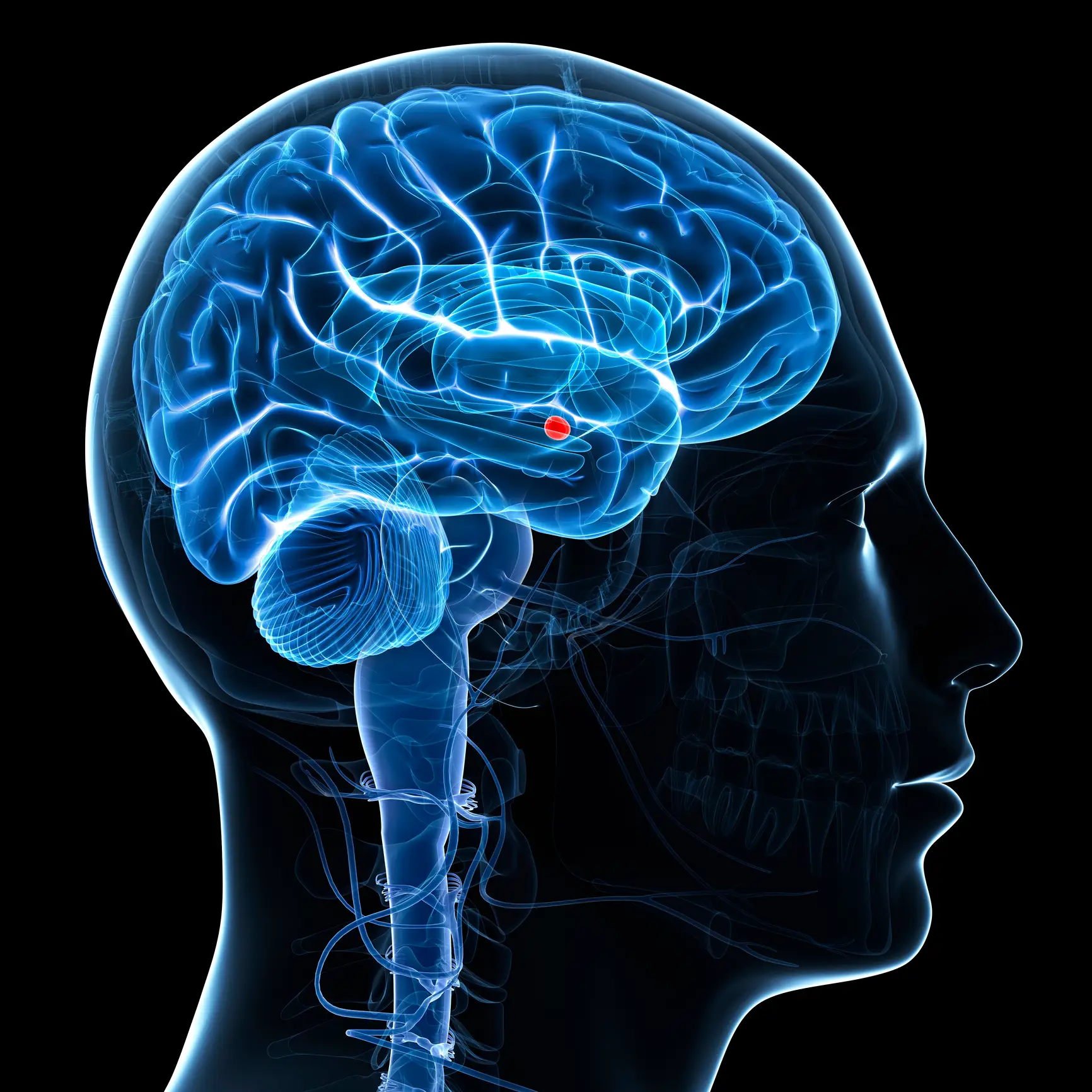 The amygdala (Getty Stock Images)