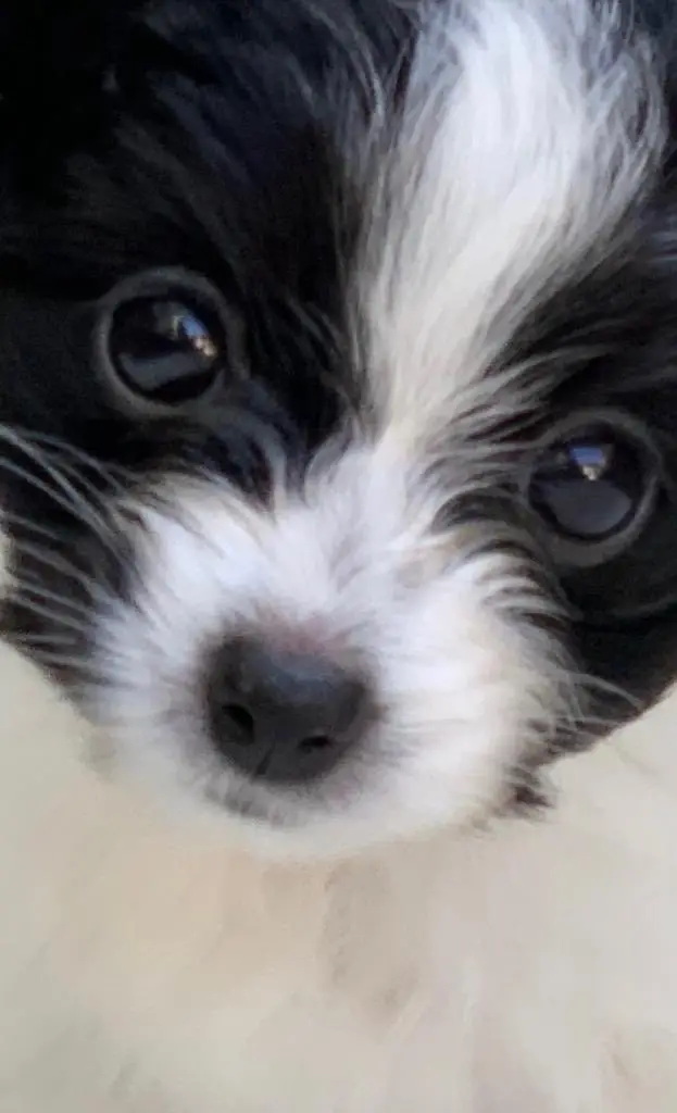 Louis the Papillon looked absolutely precious in the photo Crowe shared.