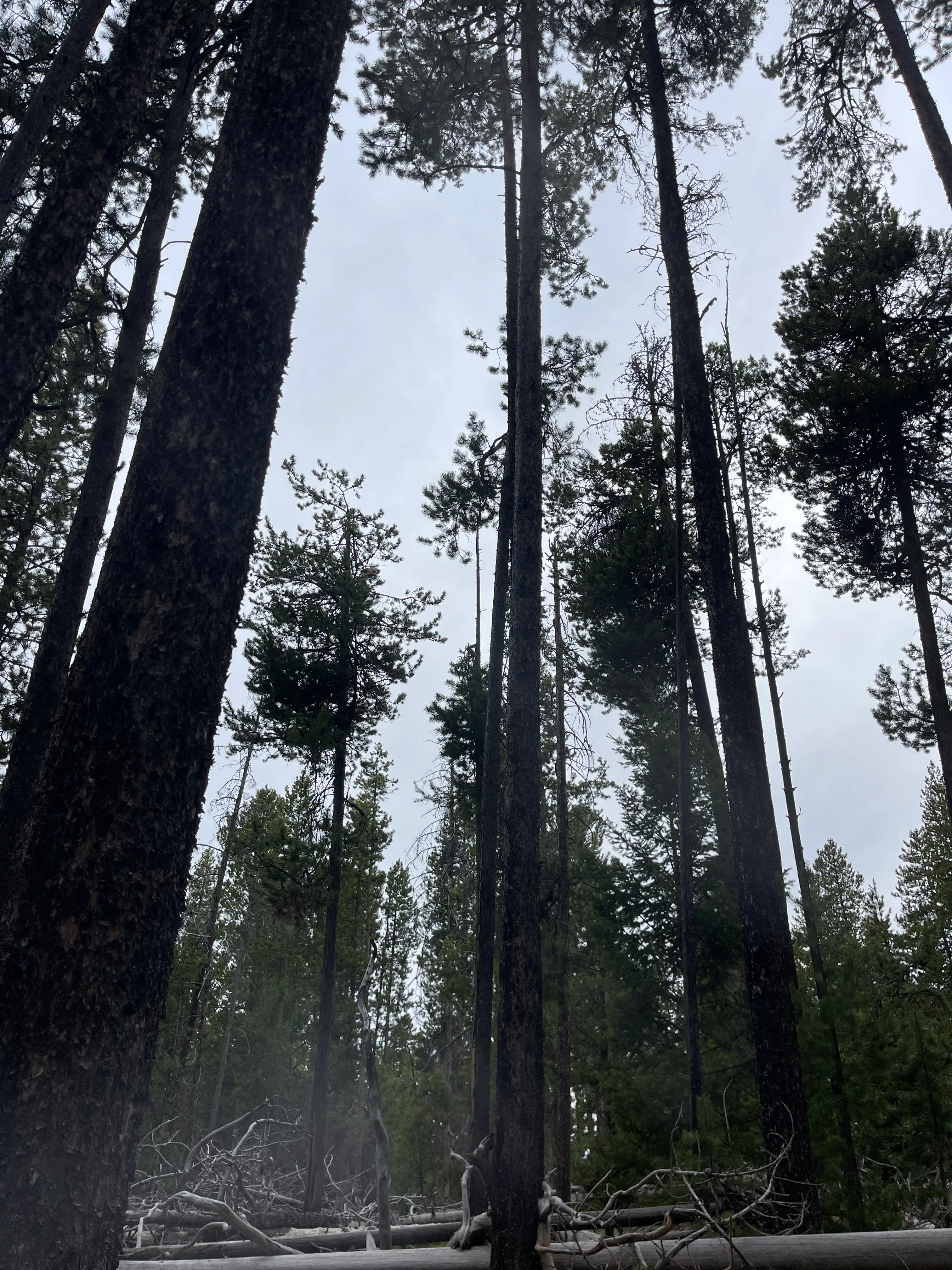 The 36-year-old was exploring the Grand Teton National Park in hope of spotting a rare great gray owl when his near-fatal encounter took place (Shayne Burke)