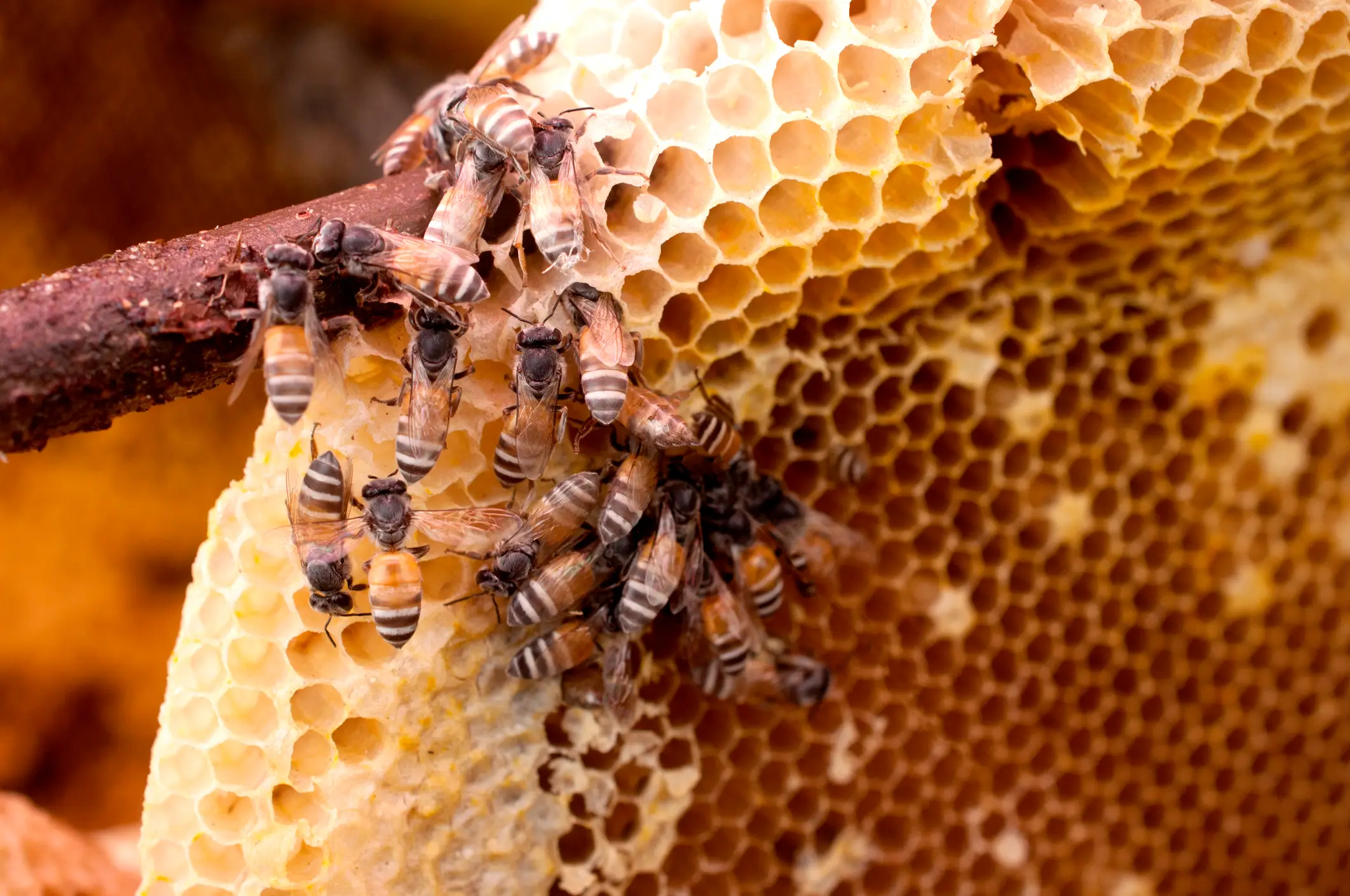 She noted that for many people, honeycomb can be a huge trigger. (Getty Stock Images)