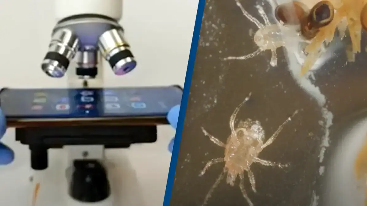 Scientist shows how disgusting our phones really are by putting one under a microscope