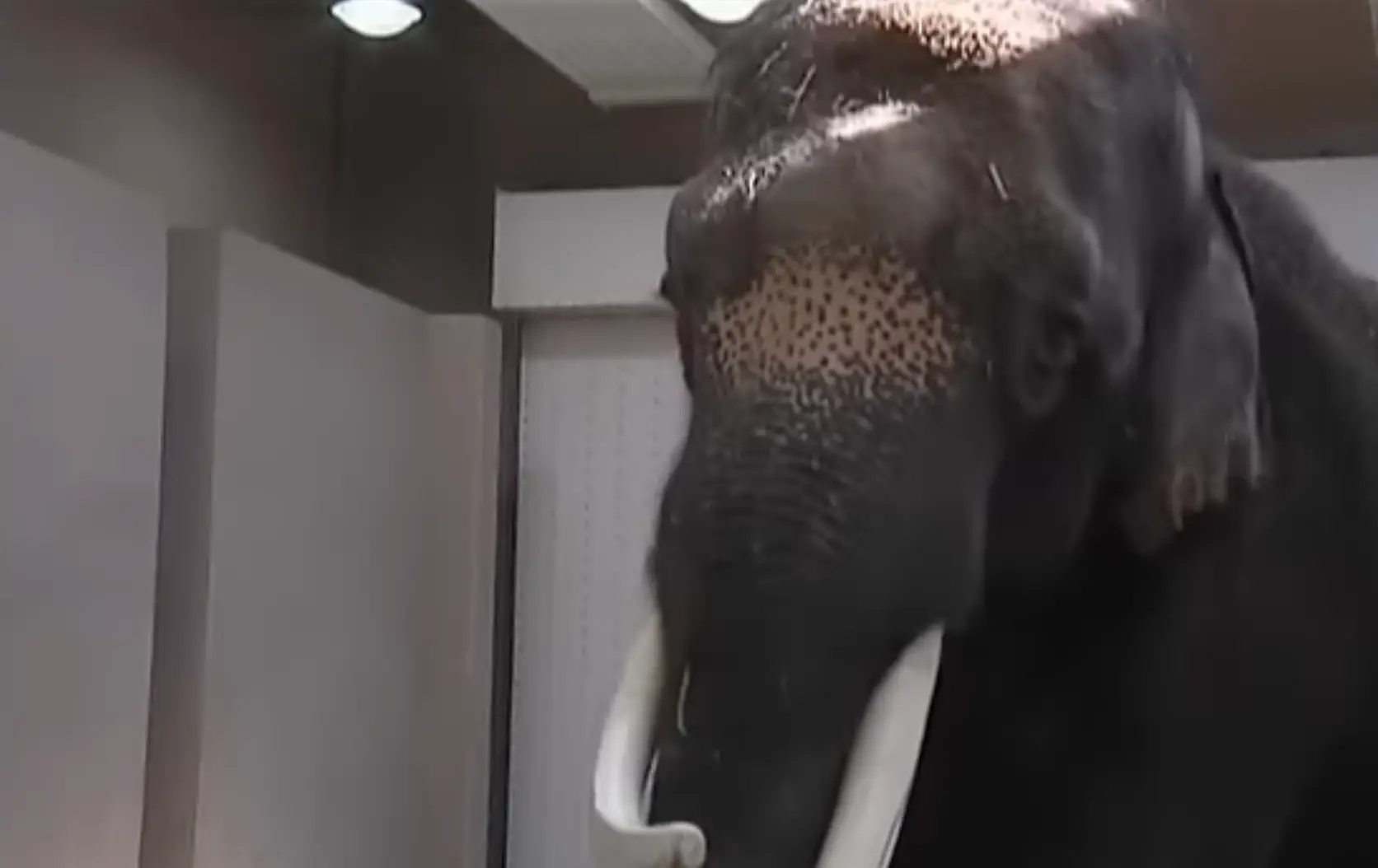 Koshik stunned the world when he first imitated a zooworker back in 2006 (YouTube/euronews)