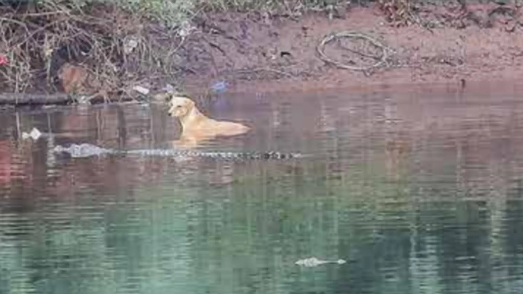 It isn't clear why the crocodiles helped, but it seems like they did.