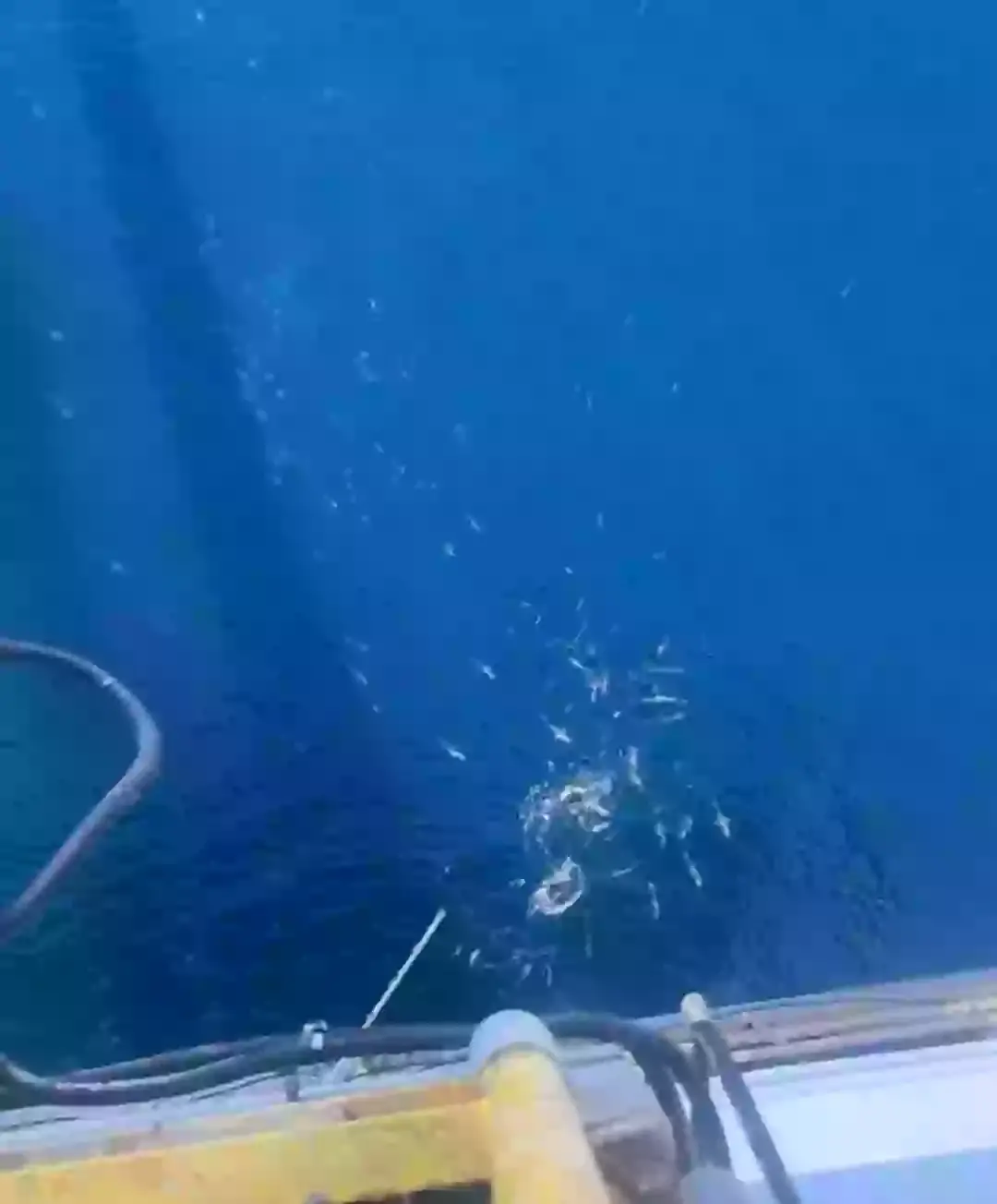 TikTok users were quick to question why the aquatic critters were so close to the surface (TikTok/@thetrevorlopez)