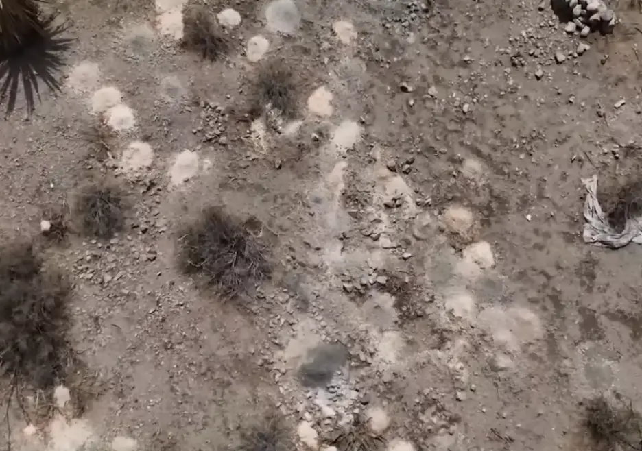 Hundreds of piles of remains have been recovered (8 News Now)