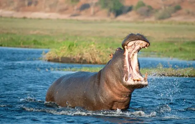 The hippo was not backing down. (Getty stock images)
