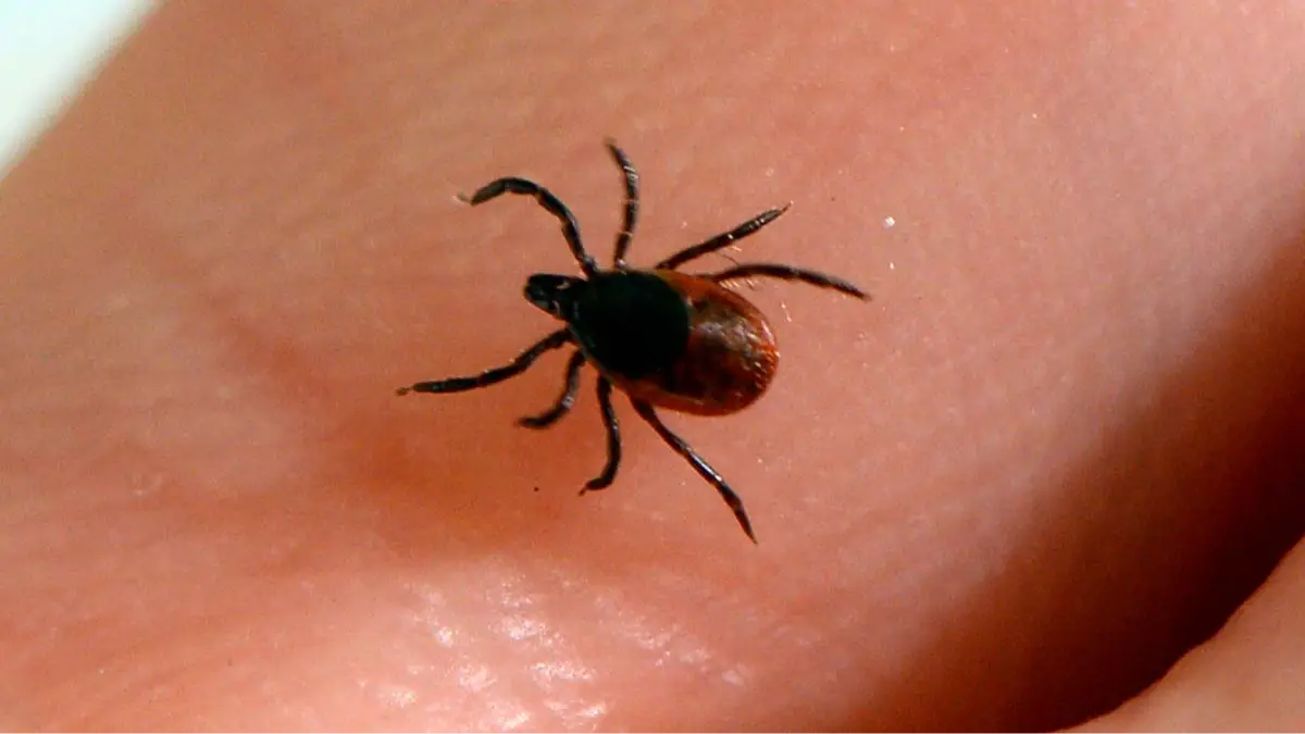 BERTRAND GUAY/AFP via Getty Images